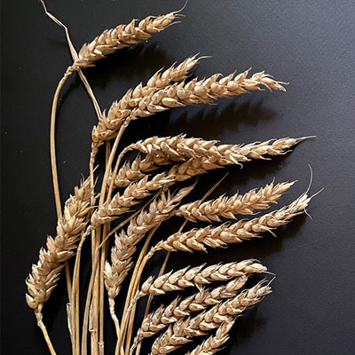 Support for the export of Russian wheat