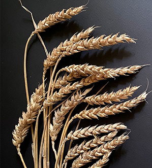 IBEC supports the export of Russian wheat